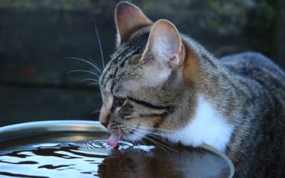 Kidney disease can be thirsty work