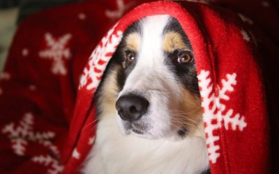 The ‘Twelve Pet Hazards’ of Christmas