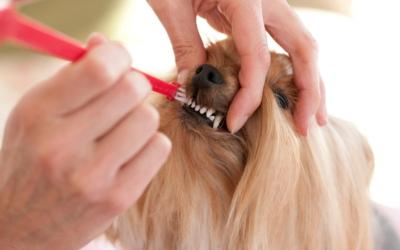 Taking care of teeth at home