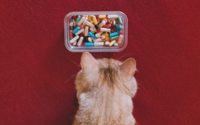 Tips for Medicating Your Pet