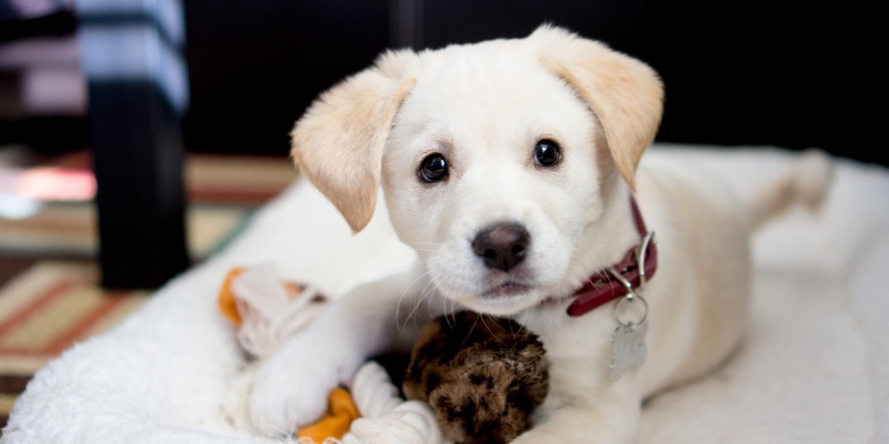 Planning properly for your new pup (or rescue pet)