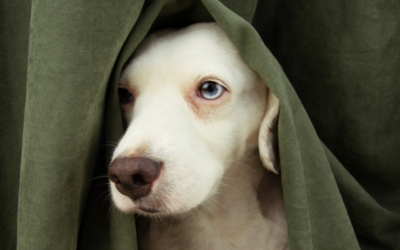 5 myths about pet anxiety and what actually works