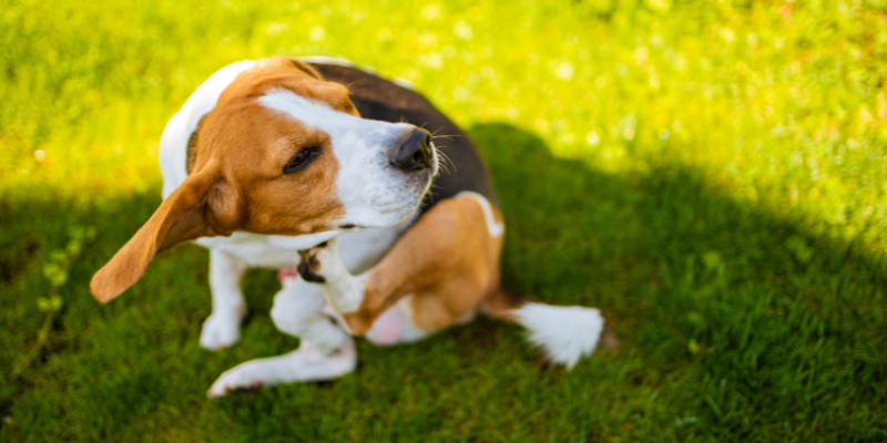 Spring pet allergy alert!