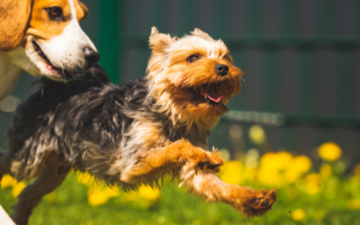 Is your dog at risk of exercise-related injuries?
