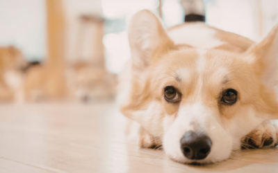 Dog vomiting yellow foam? It could be bile. Here’s what it means.