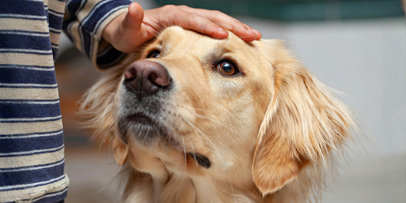 Arthritis care for sensitive-tummied pets
