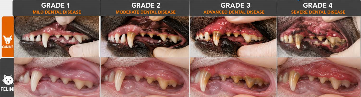 Malvern Vet Hospital - Dental Grading Chart